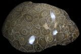 Thick Polished Fossil Coral Head - Morocco #35343-3